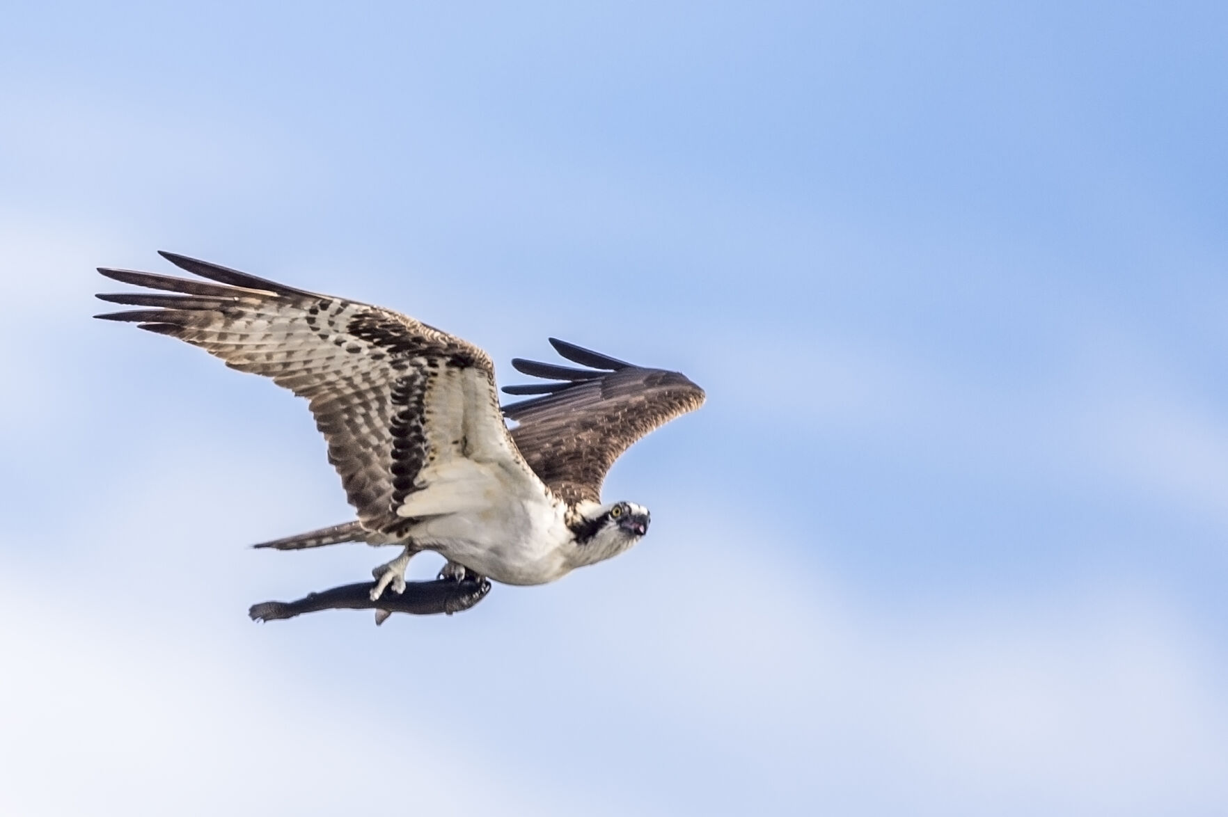 Osprey_EP